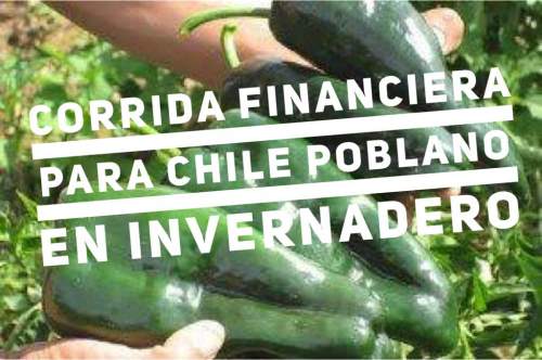 Corrida Financiera para Proyecto Chile Poblano en Invernadero