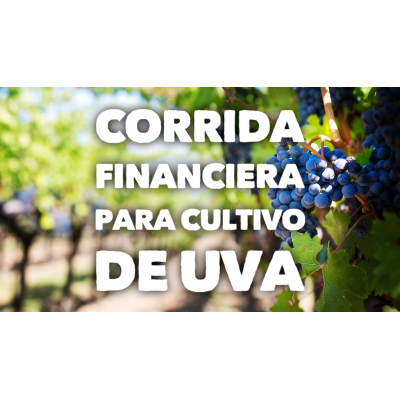Corrida Financiera para Cultivo de Uva